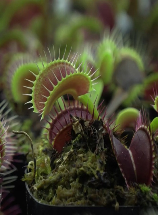 Fusión de naturaleza y tecnología